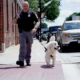 Hudson Police Working Dog